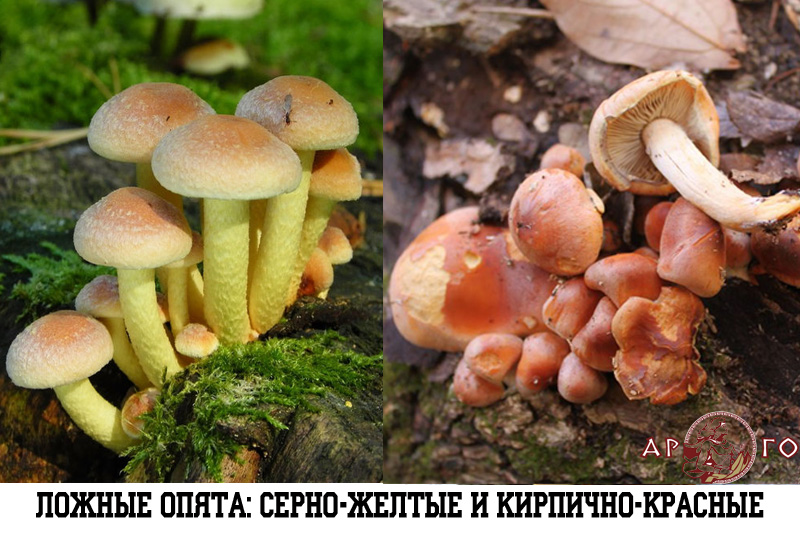 Ядовитые грибы с фото: ложные опята